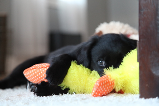 Puppy cuddling a ducky plush toy