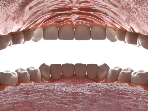Human oral cavity. Inside an open mouth. Jaw with teeth inside view. Healthy teeth. Dental care and orthodontic concept. 3D rendering.