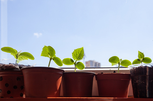Cucumber seedlings on the windowsill on the balcony, against the sky