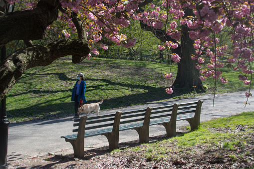 New York City, United States - April 23rd, 2020: A young asian woman in central park, walks under a cherry tree with a face mask