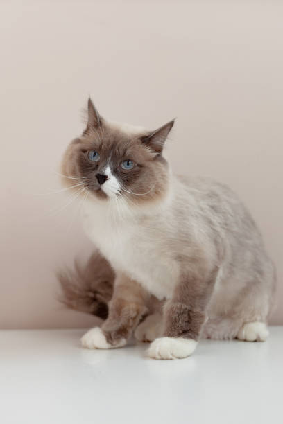 istock Siberian cats, white neva masquerade. Trimmed cat on a light background 1221248032