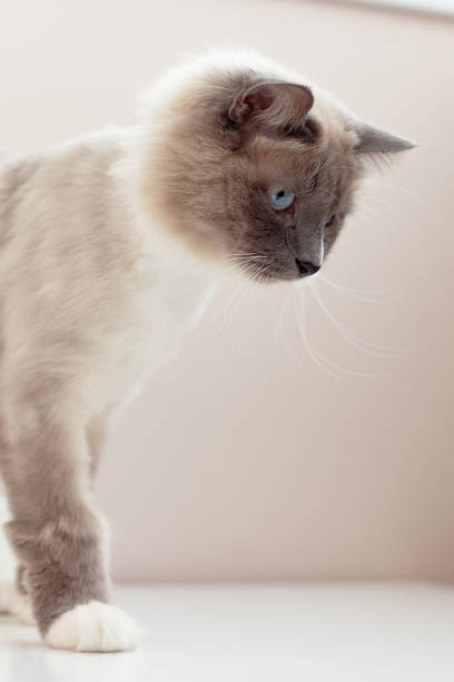 istock Siberian cats, white neva masquerade. Trimmed cat on a light background 1221248035