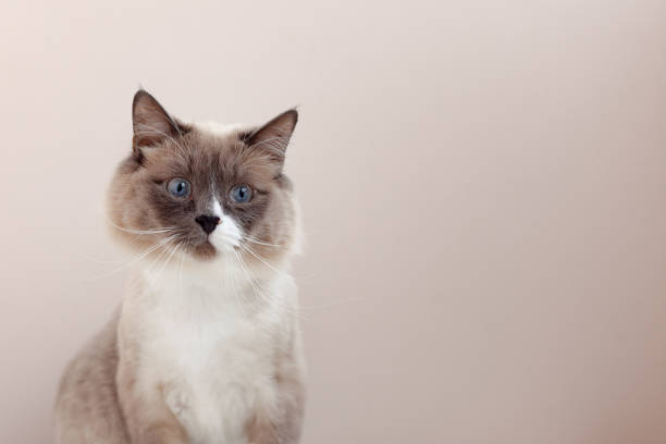 istock Siberian cats, white neva masquerade. Trimmed cat on a light background 1221248042