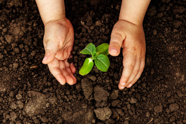 istock A child is holding a small tree. Concept of world environment day. Two hands hold a light green tree. A child plants a plant 1221248087