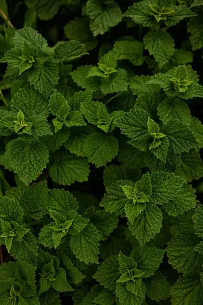 Beautiful texture of nettle. Fresh nettle leaves. Thickets of nettles. Medicinal plant. Top view. Copy space. Can use as banner