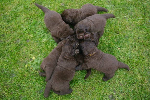 Pack of Newfoundland puppies lying on a pile Pack of Newfoundland puppies lying on a pile newfoundland dog stock pictures, royalty-free photos & images