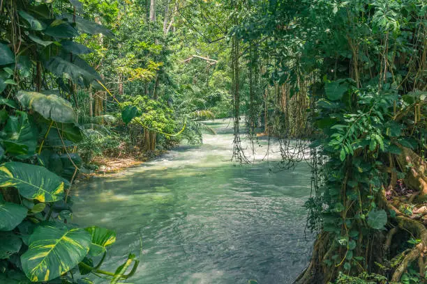 Photo of River Rapids jettison through colorful rain forest.