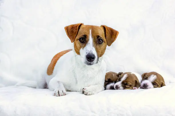 Photo of female jack russell terrier with three puppies on a white blanket, horizontal. Mom's Day, Maternity