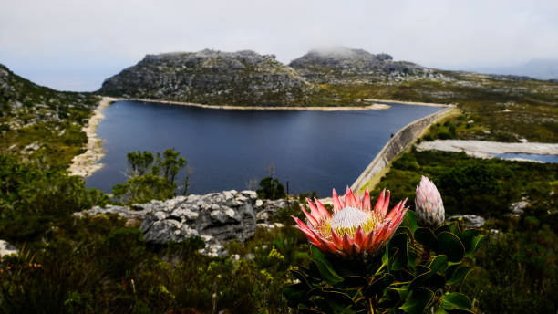A King Protea in bloom on Table Mountain in Cape Town, South Africa King Protea (Protea cynaroides) of the Fynbos Biome within the Cape Floral Kingdom in flower on Table Mountain with the Hely-Hutchinson Reservoir in the Background. fynbos photos stock pictures, royalty-free photos & images