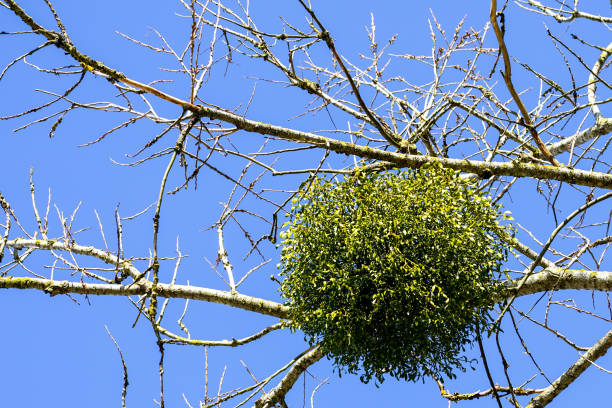 сферической формы большой омелы заросли на ветке дерева весной - european mistletoe стоковые фото и изображения