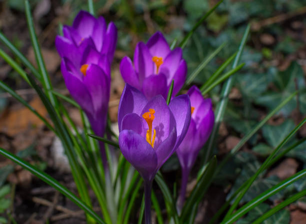 istock Blooming purple crocus flowers, first spring flowers in the forest 1221253682
