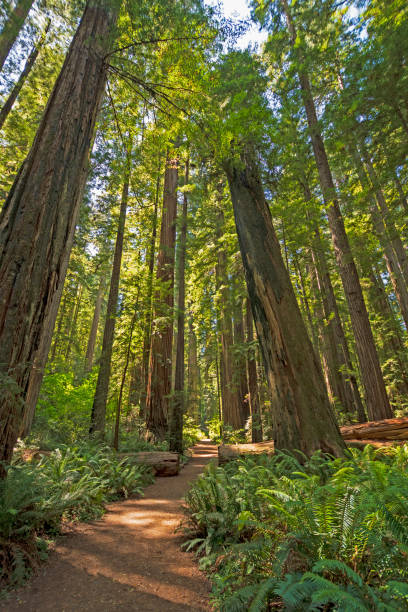 istock Sun and Shade on Redwood Forest Trail 1221253710