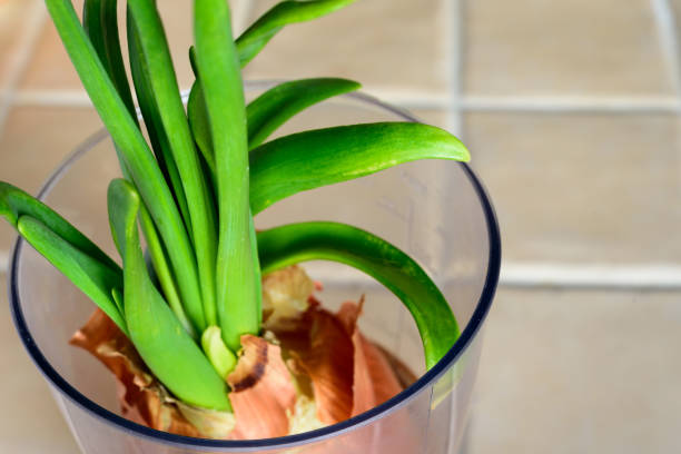 istock Close up green onions in a glass. 1221253770