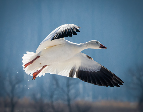 A migrating snow goose  about to land in a field in eastern Pennsylvania on a bright winter day