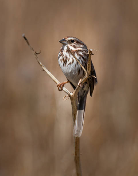 A song sparrow on its perch against a blurred brown meadow in early spring stock photo