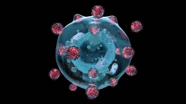 Coronavirus Reproduction