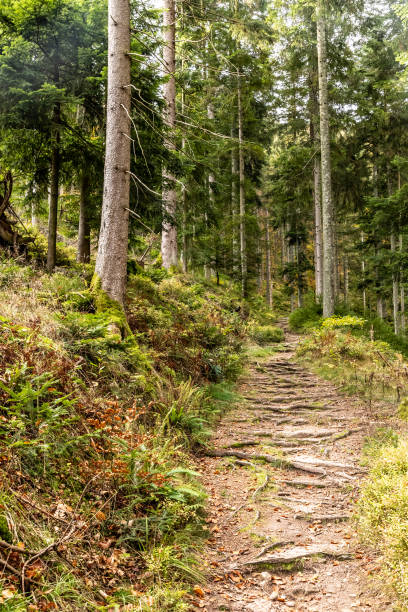 istock Trail in Black Forest around Forbach village 1221254620