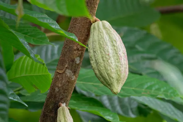 Theobroma cacao, the cacao tree and the cocoa tree, is a small evergreen tree in the family Malvaceae, native to the deep tropical regions of Mesoamerica, seeds are cocoa beans.