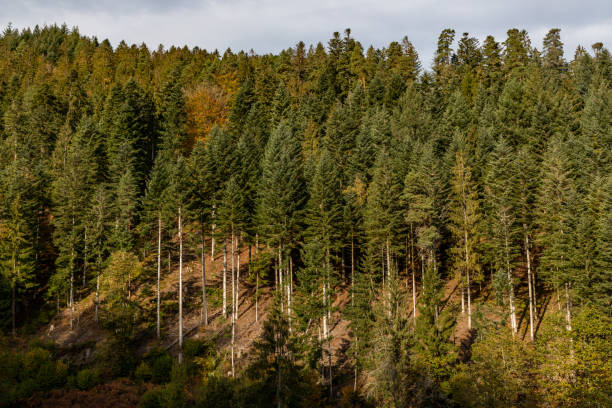 istock Pine trees in Black Forest around Forbach village 1221255069