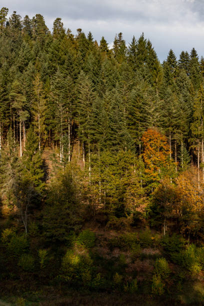 istock Pine trees in Black Forest around Forbach village 1221255132
