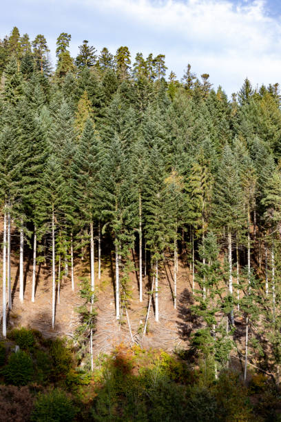 istock Pine trees in Black Forest around Forbach village 1221255673