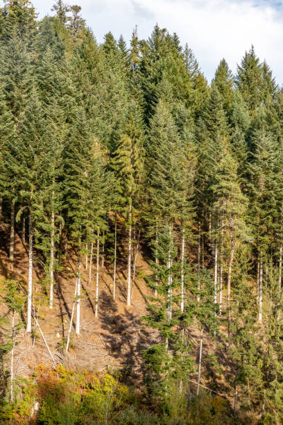 istock Pine trees in Black Forest around Forbach village 1221255689