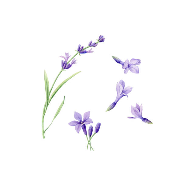 신선한 라벤더 꽃의 손으로 그린 수채화 식물 일러스트 세트. 초대장, 웹 페이지, 결혼식 초대장, 섬유 및 기타 개체의 디자인을위한 요소. 흰색에 격리. - lavender coloured stock illustrations