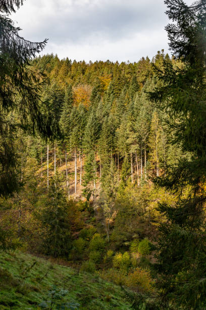 istock Pine trees in Black Forest around Forbach village 1221255739