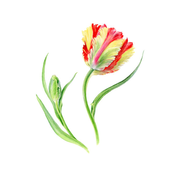 istock Hand drawn watercolor vector Tulips Flaming parrot flowers. Can be used as a greeting card for background, birthday, mother's day and so on. Romantic background for web pages, wedding invitations 1221255856