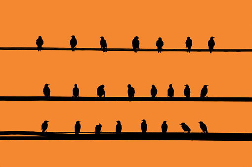 Birds doing the covid-19 social distancing dance on  three wires.