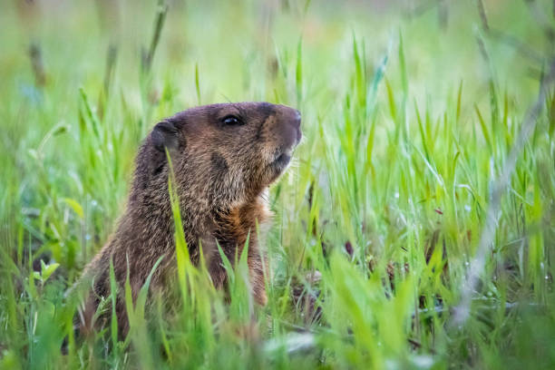 istock Curious wild groundhog on the field alone 1221256081