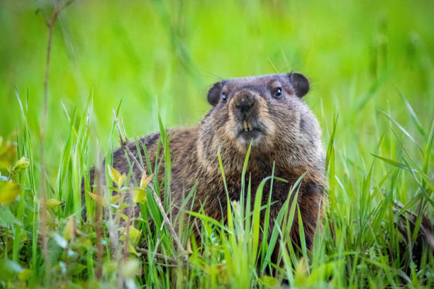 istock Curious wild groundhog on the field alone 1221256085