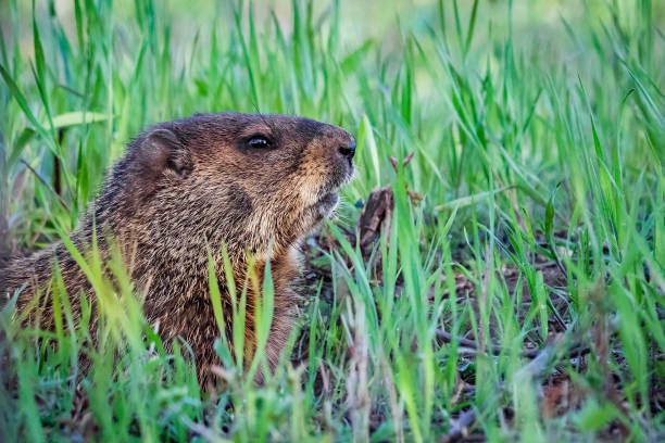 istock Curious wild groundhog on the field alone 1221256112