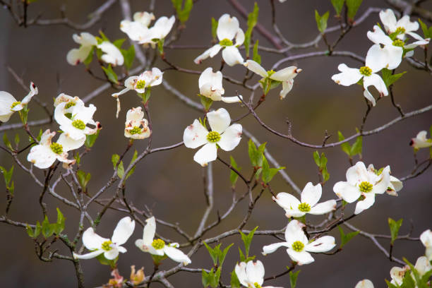 istock Beautiful tree flowers bloom at sunset in spring 1221256125