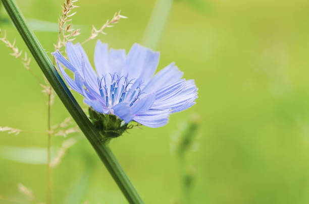Chicory blue flower blooming in nature, floral background with copy space