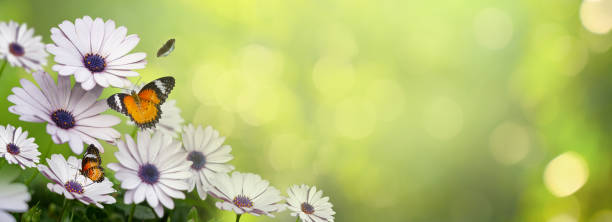 istock flower Leaf background bokeh blur green background 1221257279