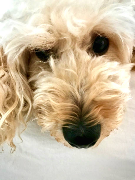 istock Portrait of a poodle with sad eyes 1221257439