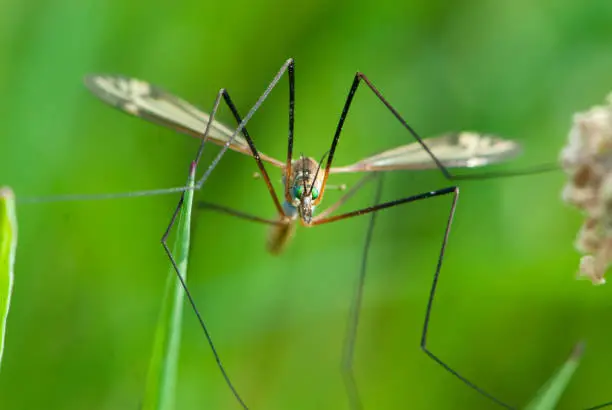 Close up crane fly, mosquito hawks, daddy longlegs with big green eyes and strange smile looks at you in meadow in green grass in spring