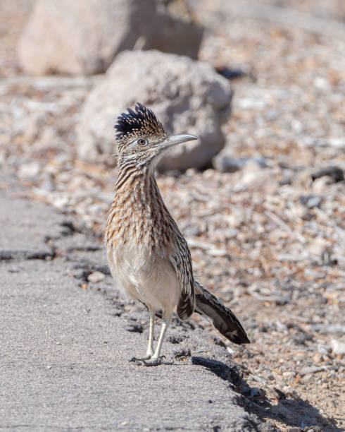 istock A Roadrunner Closeup in Nevada 1221257581