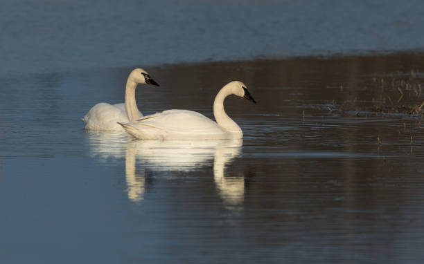 istock Trumpeter Swan Pair during the Golden Hour 1221258442