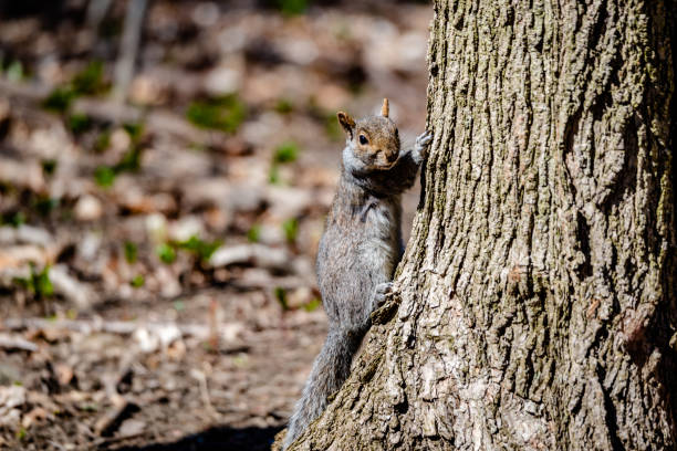 istock Squirrel in the city parc 1221259458
