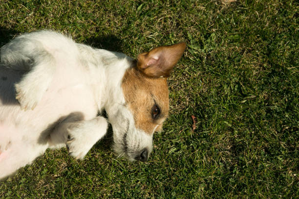 istock The dog is resting on the lawn. 1221260518
