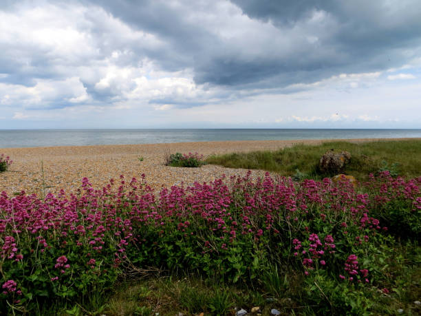 Sandwich beach, England Kent, magenta flowers in foreground and atmospheric sky.