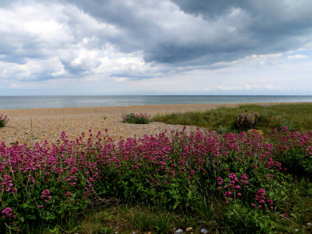 Sandwich beach, England Kent. Flowers and sky. Sandwich beach, England Kent, magenta flowers in foreground and atmospheric sky. sandwich kent stock pictures, royalty-free photos & images