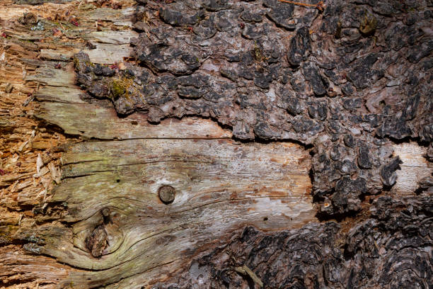 istock Background - Nature - Texture - Decay of Tree 1221261642