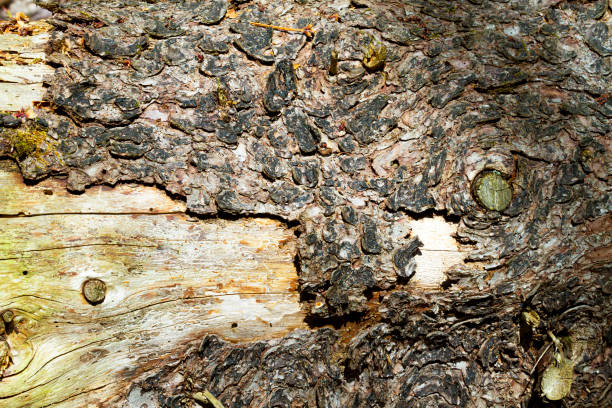 istock Background - Nature - Decay of Tree 1221261694