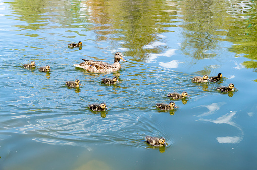 A family of baby ducklings following their mother as they swim through a local pond