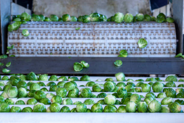 Close-up of freshly harvested brussels sprouts (Brassica oleracea) on a conveyor belt, moving through the cleaning process before being shipped to market.Taken in Santa Cruz, California, USA