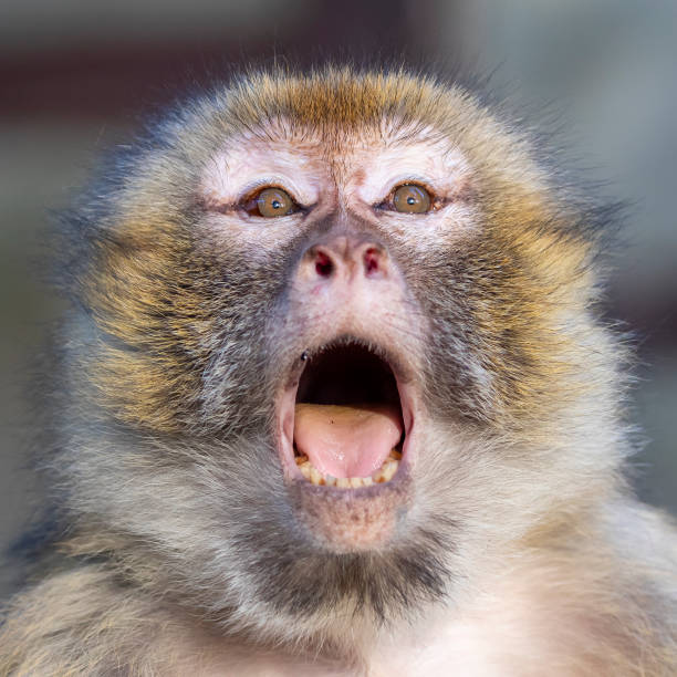 istock funny monkey sitting in sunlight outdoors 1221263399