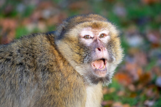 istock funny monkey sitting in sunlight outdoors 1221263628